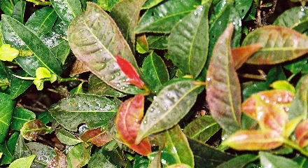 Tee-Anbau