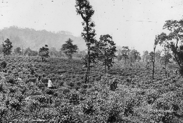 Plantagenansicht von 1923