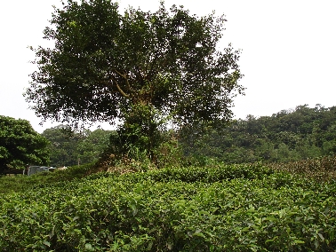 Nantou