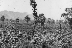 Plantagenansicht von 1923 Plantagenansicht von 1923