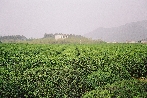 Teelandschaft in Jiangsu Teelandschaft in Jiangsu
