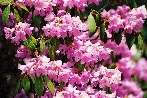 Bergrododendron Bergrododendron